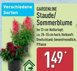 Aldi Nord GARDENLINE Staude/ Sommerblume Angebot