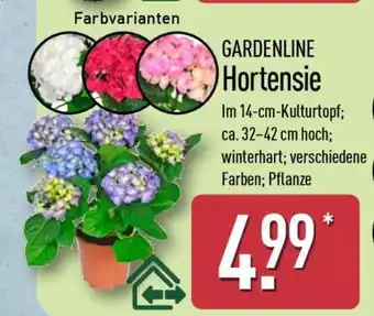 Aldi Nord GARDENLINE Hortensie Angebot