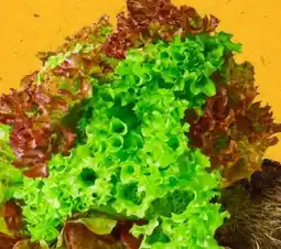 PENNY Marktliebe Regional Bunte Salate Angebot