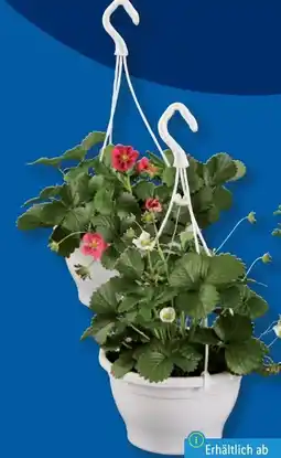 Lidl Erdbeerampel Angebot