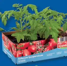 Lidl Tomatenpflanzen Angebot