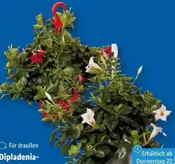 Lidl Dipladenia Ampel Angebot