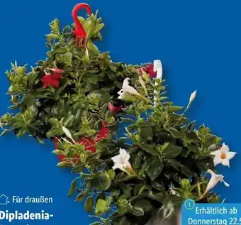 Lidl Dipladenia Ampel Angebot