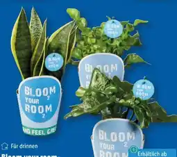 Lidl Bloom your room-Grünpflanzen Angebot