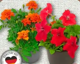 nahkauf Beetpflanzen Angebot