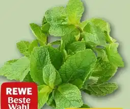 REWE Center Rewe Beste Wahl Minze Angebot