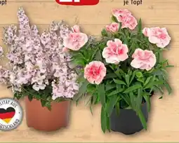REWE Center Elfensporn Angebot