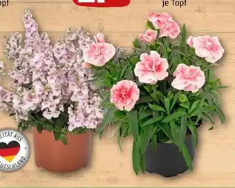 REWE Center Elfensporn Angebot
