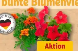 REWE Center Beetpflanzen Angebot