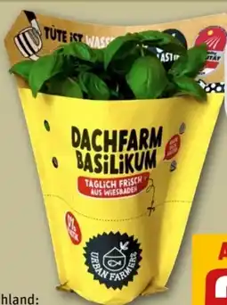 REWE Center Dachfarm Basilikum Angebot