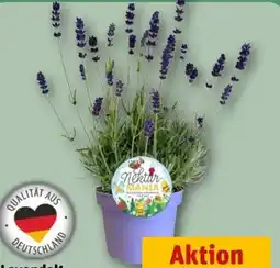 REWE Center Lavendel Angebot