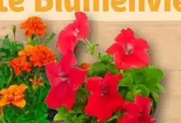 REWE Beetpflanzen Angebot