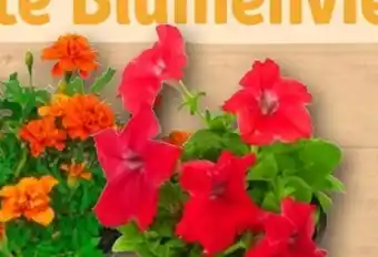 REWE Beetpflanzen Angebot