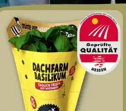 REWE Dachfarm Basilikum Angebot