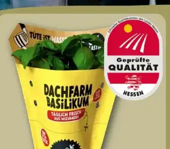 REWE Dachfarm Basilikum Angebot