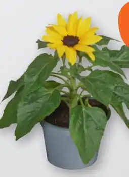 tegut Sonnenblumen Angebot