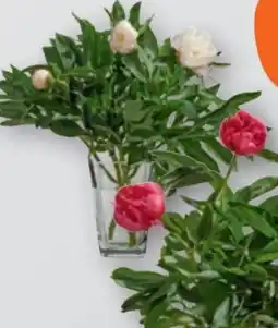 tegut Pfingstrosen Angebot