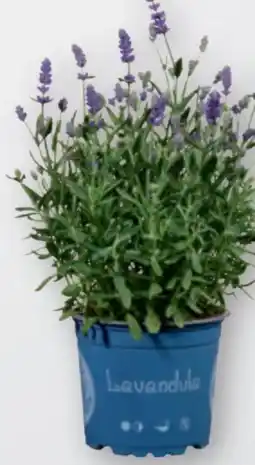 tegut Lavendel Angebot