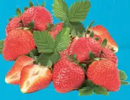 E-Center Erdbeeren Angebot