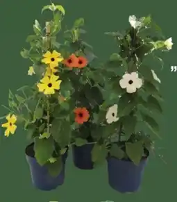 E-Center Schwarzäugige Susanne Thunbergia-Pyramide Angebot
