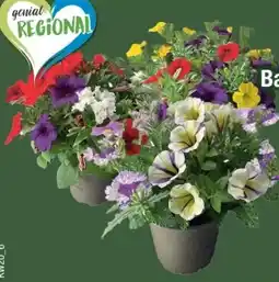 E-Center Beet- und Balkonpflanzen-Trio Angebot