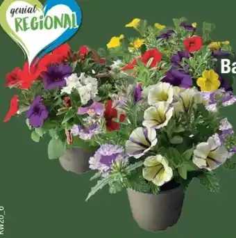 E-Center Beet- und Balkonpflanzen-Trio Angebot