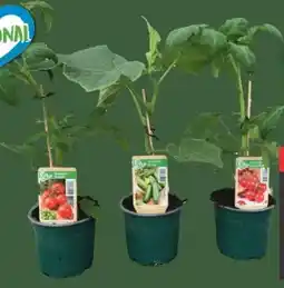 E-Center Veredelte Gemüsepflanze Angebot