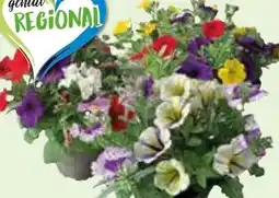 Edeka Beet- und Balkonpflanzen-Trio Angebot