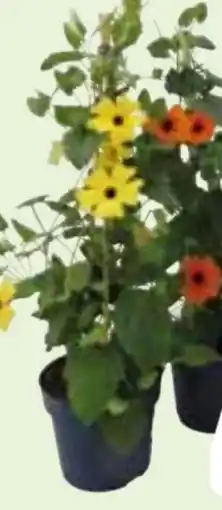 Edeka Schwarzäugige Susanne Thunbergia-Pyramide Angebot