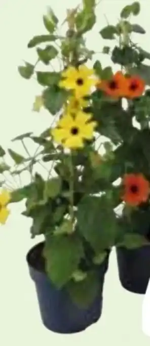 Edeka Schwarzäugige Susanne Thunbergia-Pyramide Angebot