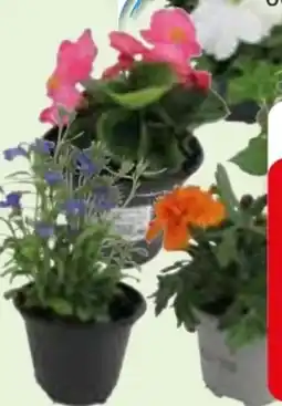 Edeka Beetpflanzen Angebot