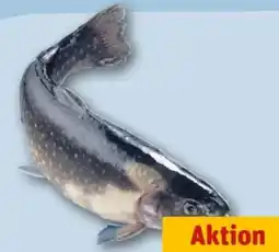 REWE Center Saiblinge Angebot