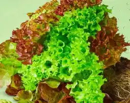 PENNY Marktliebe Bunte Salate Angebot