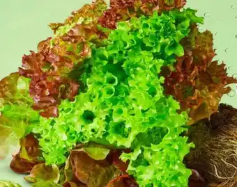 PENNY Marktliebe Bunte Salate Angebot