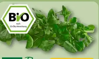 REWE Rewe Bio Feldsalat Angebot