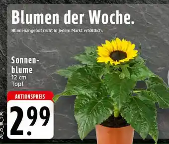 Edeka Sonnenblume Angebot