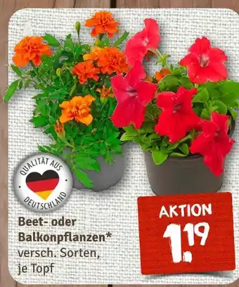 nahkauf Beet- oder balkonpflanzen Angebot
