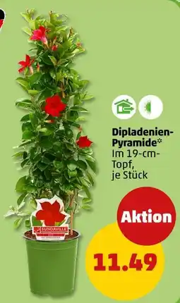 PENNY Sundaville dipladenien-pyramide Angebot