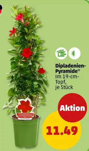 PENNY Sundaville dipladenien-pyramide Angebot