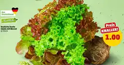 PENNY Marktliebe deutsche bunte salate mit wurzel Angebot
