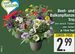 Edeka Genial regional beet- und balkonpflanze trio Angebot