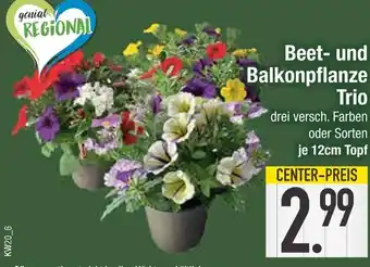 Edeka Genial regional beet- und balkonpflanze trio Angebot