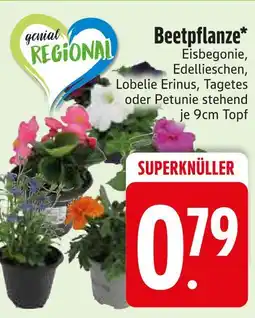 Edeka Eisbegonie Angebot