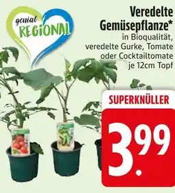 Edeka Genial regional veredelte gemüsepflanze Angebot