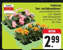 E-Center Franken beet- und balkonpflanzen Angebot