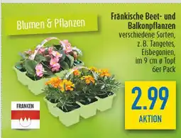 diska Franken fränkische beet- und balkonpflanzen Angebot