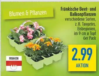 diska Franken fränkische beet- und balkonpflanzen Angebot