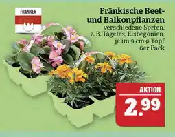 Marktkauf Franken fränkische beet- und balkonpflanzen Angebot