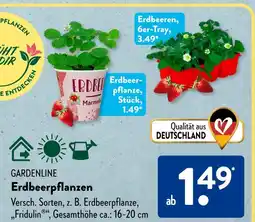 Aldi Süd Gardenline erdbeerpflanzen Angebot