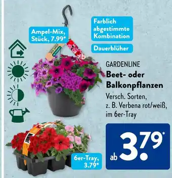 Aldi Süd Gardenline beet- oder balkonpflanzen Angebot